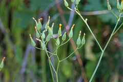 Crepis pulchra