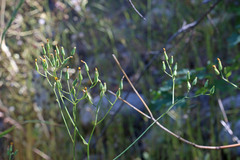 Crepis pulchra