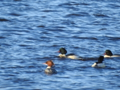 Mergus merganser
