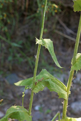 Crepis pulchra