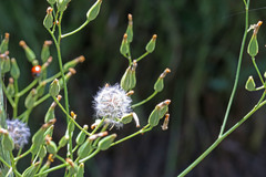 Crepis pulchra