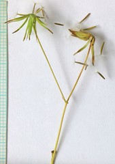 Crepis pulchra