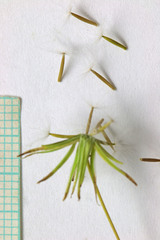 Crepis pulchra