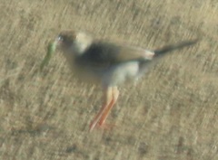Cisticola natalensis