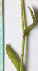 Crepis pulchra