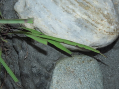 Ixeris tamagawaensis
