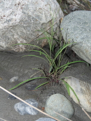 Ixeris tamagawaensis