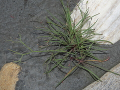 Ixeris tamagawaensis