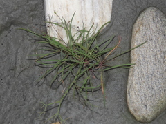 Ixeris tamagawaensis
