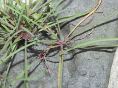 Ixeris tamagawaensis