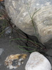 Ixeris tamagawaensis