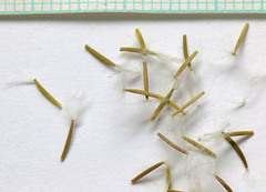 Crepis pulchra