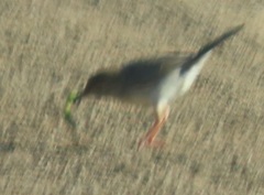 Cisticola natalensis