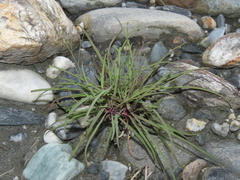 Ixeris tamagawaensis