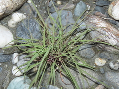 Ixeris tamagawaensis