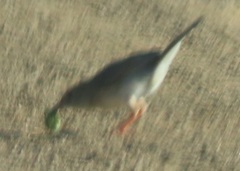 Cisticola natalensis