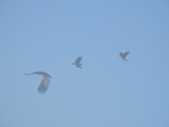 Haliaeetus albicilla