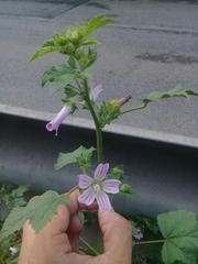 Malva sylvestris