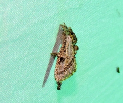 Metarbelidae