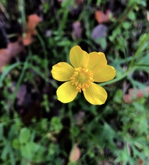 Ranunculus canus canus
