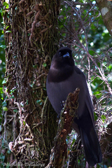 Cyanocorax cyanomelas
