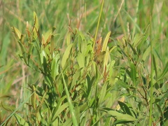 Searsia kwazuluana