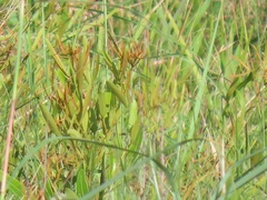 Searsia kwazuluana