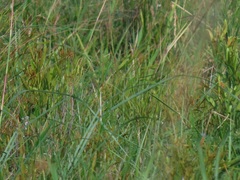 Searsia kwazuluana