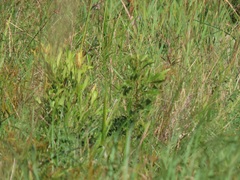 Searsia kwazuluana