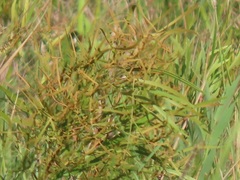 Searsia kwazuluana