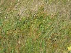 Searsia kwazuluana