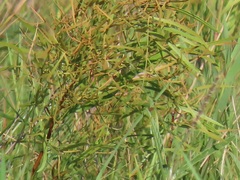 Searsia kwazuluana