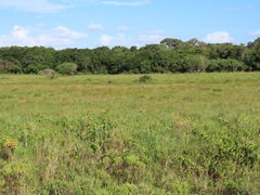 Searsia kwazuluana