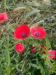 Papaver rhoeas
