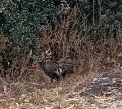 Bostrychia carunculata