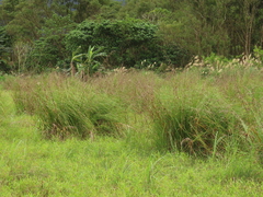 Cladium mariscus mariscus