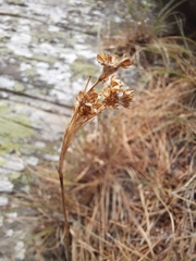Luzula ulophylla