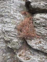 Luzula ulophylla
