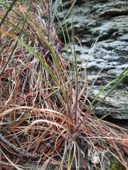 Luzula ulophylla