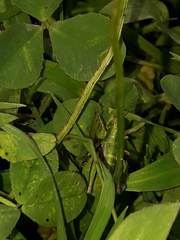 Jivarus antisanae