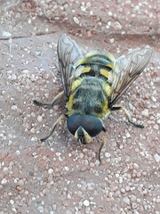 Myathropa florea