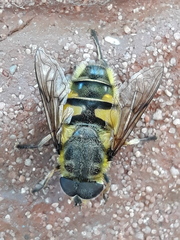 Myathropa florea