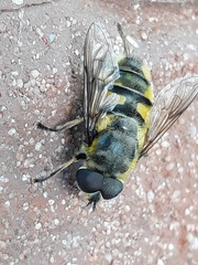 Myathropa florea
