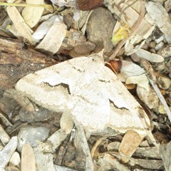 Frederickia ballandrata