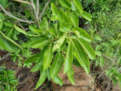 Ficus ingens ingens