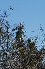Toxostoma longirostre