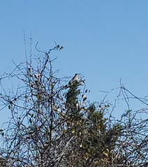 Toxostoma longirostre