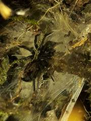 Dipluridae