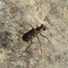 Cicindela sedecimpunctata