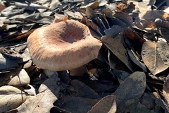 Lactarius